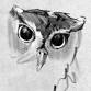 Wildlife Drawing: Owls & Corvids event image