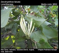 Image result for Loranthaceae