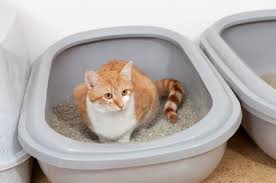 The best way to treat it is to put some water in your cat's food, as well. The Cat Urinating Blood Home Remedy To Try Petsepark Com