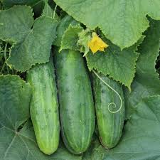 Image result for Cucumis sativus