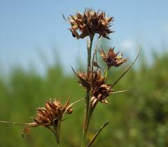 Image result for Rhynchospora brevirostris