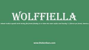 Image result for Wolffiella