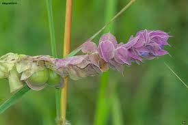 Image result for Tinnea zambesiaca