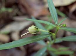 Image result for Afrohybanthus