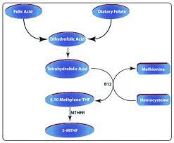 Schematic Representation Of Folate Metabolism Dietary Folate And Download Scientific Diagram
