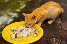 Kelebihan dari makanan wet food ini untuk. Apa Kucing Boleh Makan Nasi Simak Penjelasannya Gerava Ikan Hias Burung Kicau Kucing Anjing