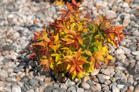 Image result for spirea japonica gold princess