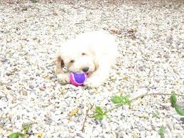 Lincolnshire south yorkshire gloucestershire cleveland. Male And Female Cockapoo Puppies 518 512 9567 Tulsa For Sale Tulsa Pets Dogs