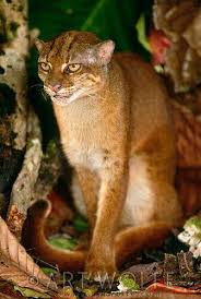Meskipun namanya macan dahan kalimantan, tapi kucing ini juga banyak ditemui di sumatera. Good News From Indonesia Ø¯Ø± ØªÙˆÛŒÛŒØªØ± Kucing Merah Kucing Liar Asli Hutan Kalimantan Makin Langka Mari Jaga Http T Co Hvxbw96bnv