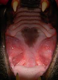 This is one reason you want to ensure your cat has regular wellness visits to the veterinarian. Diagnosing And Treating Feline Stomatitis