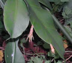 Browse succulents by common name: Epiphyllums Image Google Search Plants Plant Cuttings Plant Care