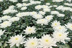 Maybe you would like to learn more about one of these? Sumut Mulai Ekspor Bunga Krisan Ke Jepang Antara News