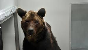 Très haut débit pour tous. Le Prefet Du Loir Et Cher Ordonne Le Placement Des Ours Bony Et Glacha Pour Qu Ils Recoivent Des Soins