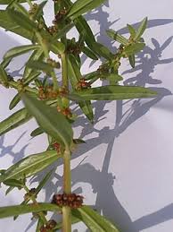 Image result for Ammannia baccifera