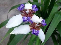 Image result for Neomarica northiana