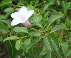 Image result for Craibia grandiflora