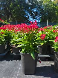 Image result for Pentas longiflora