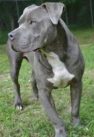 American Blue Nose Pitbull Kopek Turleri Pitbull Kopek