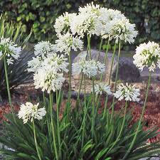 Weisse Winterharte Schmucklilie Suchergebnis Gesamtsortiment Schmucklilie Lilien Pflanzen Lilien Winterhart