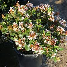 Image result for Hippocratea indica