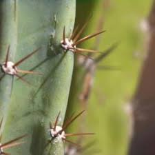 Cactus spines make a pretty great armor, but they aren't just there to stab you. Photo Of Peruvian Apple Cereus Repandus None Of These Photos Are Peniocereus Greggii Garden Org