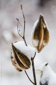 Milkweed Plant In Winter With Snow By Deirdre Malfatto Milkweed Plant Milkweed Pods Milkweed