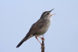 ウチヤマ セン ニュウ