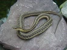 Baby garter snakes bred in captivity are usually sold as pets after their first few feedings. Garter Snake Wikipedia