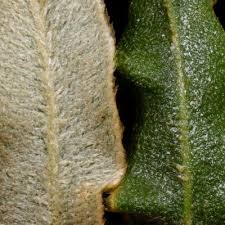 Image result for Elaphoglossum tanganjicense
