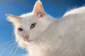 Résultat de recherche d'images pour "chat blanc "