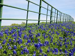 Bluebonnets in Bloom 2023