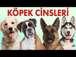 Kopek Cinsleri Ve Ozellikleri Kopek Irklari 1 Bolum Konusan Kedi Ceto Youtube