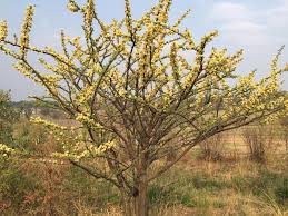 Image result for Acacia amythethophylla