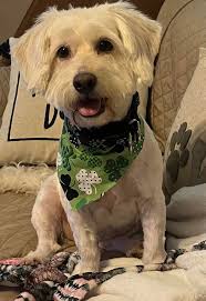 Red Lacy puppy preferences and characteristics