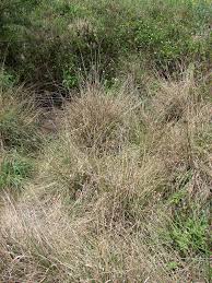 Image result for Sporobolus stapfianus