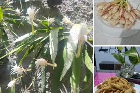 Kenali apa itu bunga wijaya kusuma, mitos, manfaat dan cara merawatnya melalui artikel ini! Cara Mengolah Bunga Wijaya Kusuma Jadi Makanan Crispy