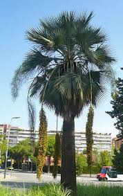 Image result for Triumfetta brachyceras