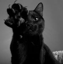 black cat sevimli hayvan yavrulari cok sirin hayvanlar guzel kediler