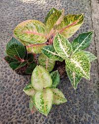 Pin Di Tropical Gardens