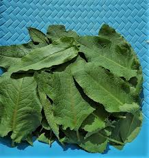 Image result for Rumex nepalensis