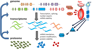 .mrna modifications, pseudouridine, in cells is complicated by the substoichiometric occurrence of mrna modifications and the difficulty of decoupling the effects on translation from mrna stability. Frontiers Rna Binding Proteins And Regulation Of Mrna Translation In Erythropoiesis Physiology