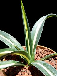 Image result for Agave sisalana