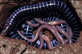 They have a strong skull, with a pointed snout used to force their way through soil. Caecilians The Other Amphibian Science News For Students
