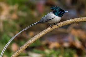 Sikkim animals name chart : Khangchendzonga National Park Unesco World Heritage Site