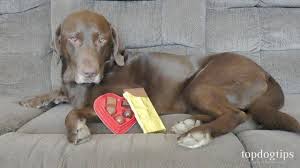 Maybe you would like to learn more about one of these? What To Do If Your Dog Eats Chocolate Home Remedies Youtube