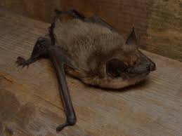 Image result for Bat Bite