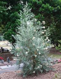 Image result for Buddleja saligna