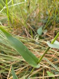 Image result for Acroceras zizanioides