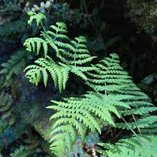 Image result for Histiopteris