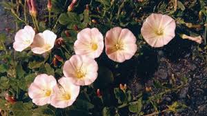 Image result for Behniaceae